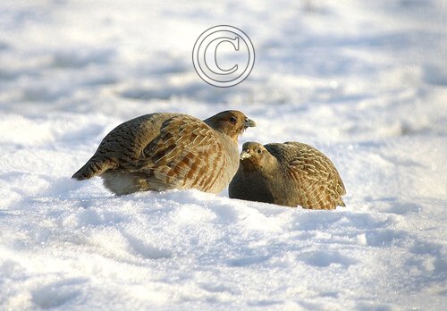 Pair Grey Partridge in the Snow
